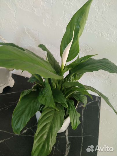 Фикус, Пеперомия, бегония, спатифиллум (женское