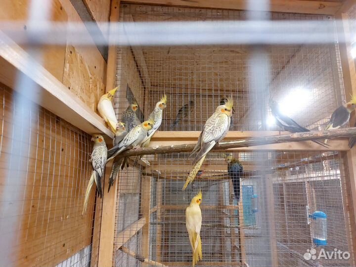 Попугай карелла птенцы