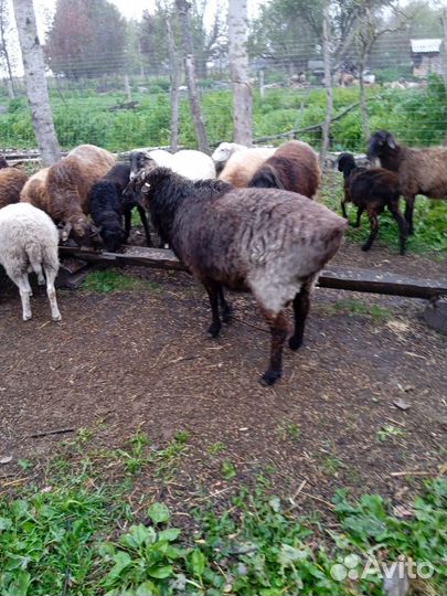 Эдельбаевские бараны