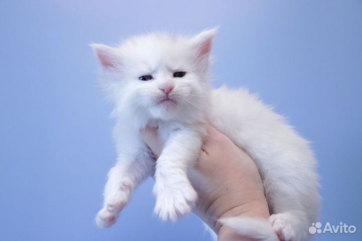 Мейн-кун котик белый солид.Резервирование