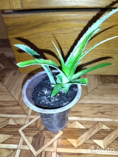 Комнатные цветы Бильбергия