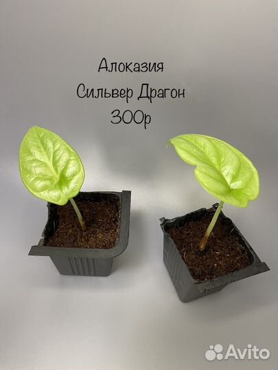 Алоказии