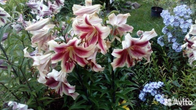 Многолетние цветы