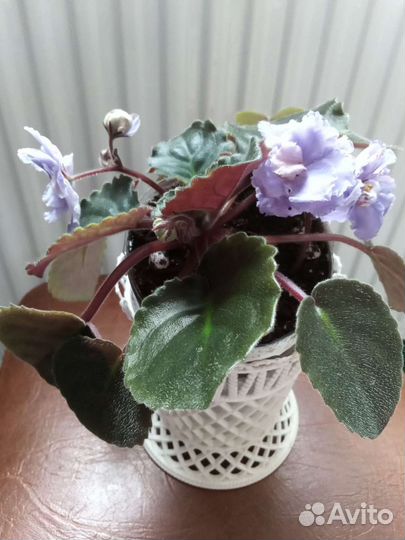 Цветущие фиалки