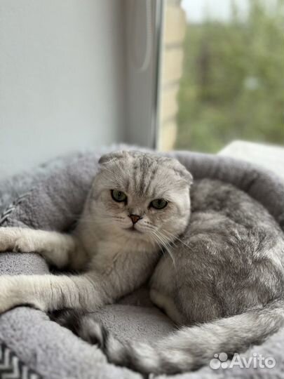 Шотландский кот вязка