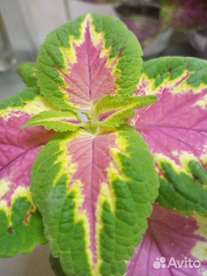 Колеусы.Часть 7