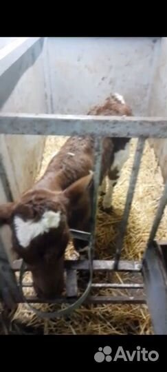 Телята бычки