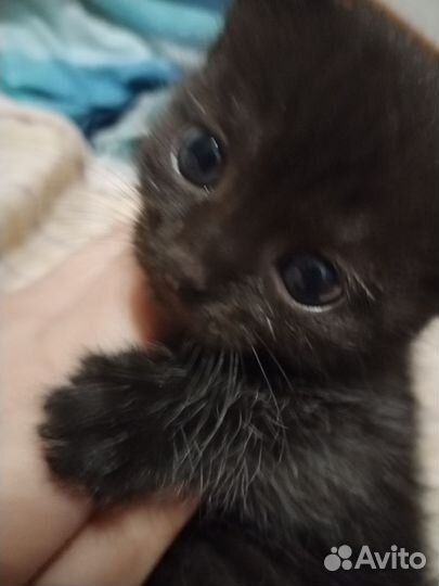 Шотландская кошка