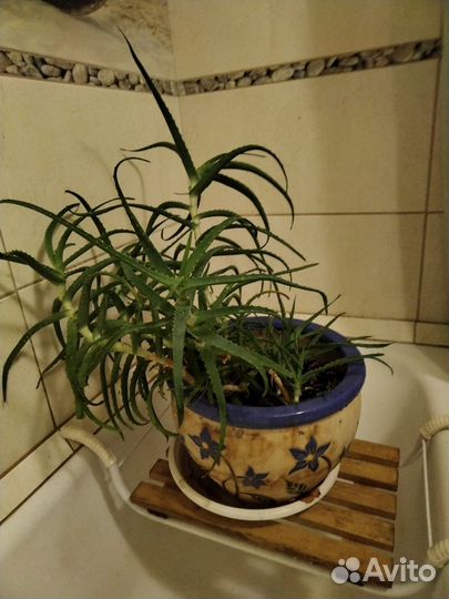 Цветок алоэ 4 года с горшком