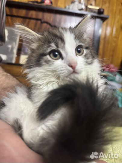 Кот в добрые руки бесплатно