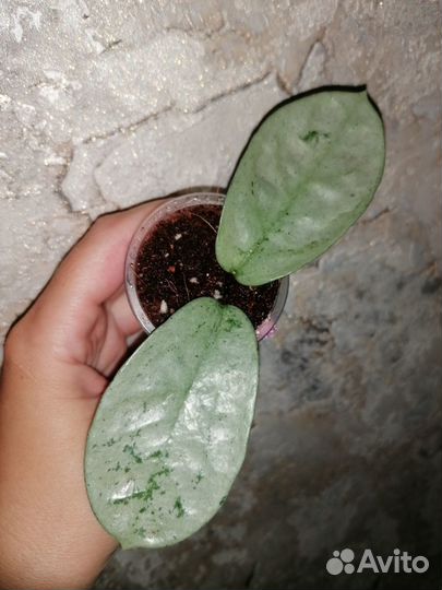 Хойи коллекционные и дисхидии