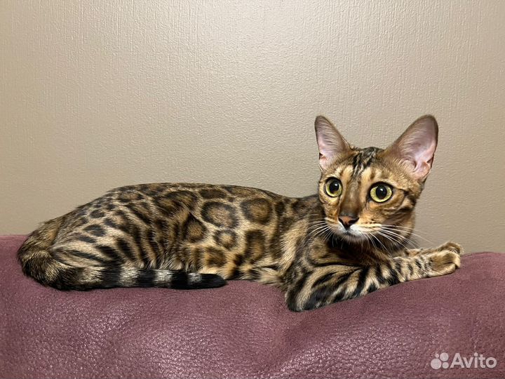 Бенгальская кошка