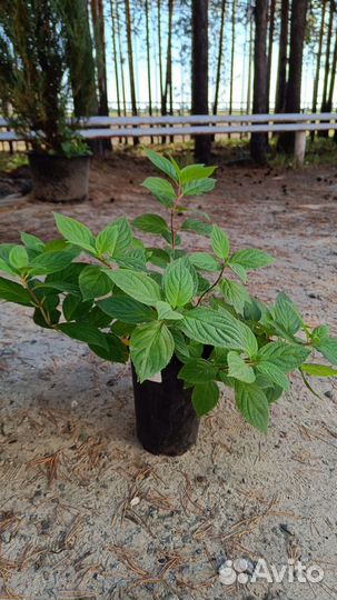 Гортензия долли