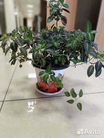 Комнатные цветы, Руэлия