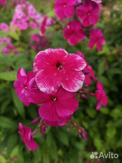 Индийский чеснок,скорцонер,флоксы,василек