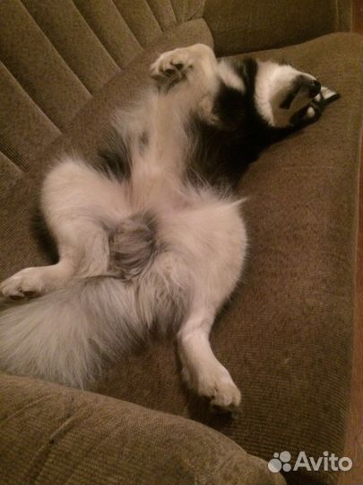 Сибирский хаски