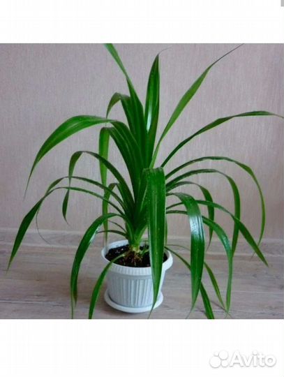 Пальма панданус