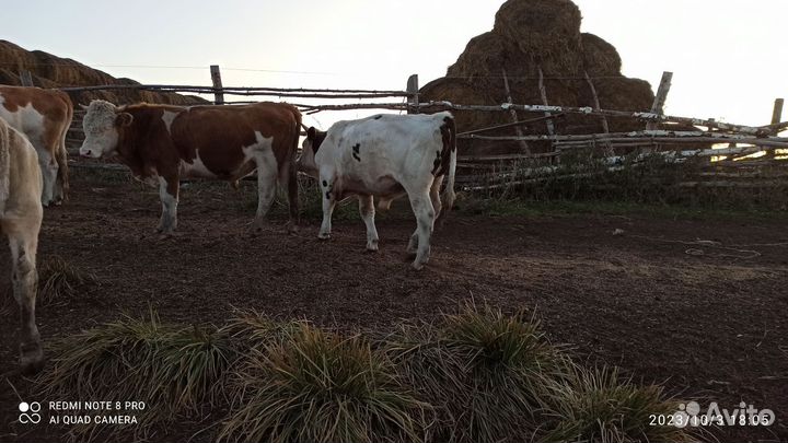 Быки и лошади