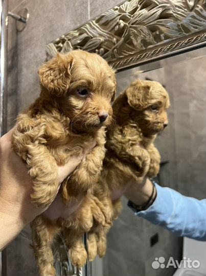 Щенки мальтипу F1 Москва