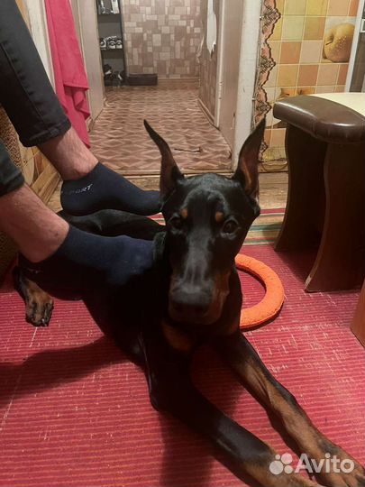 Доберман