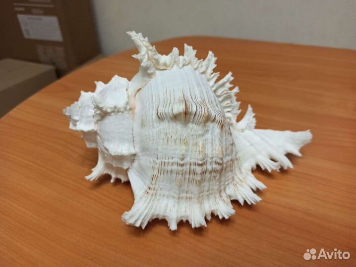 Морская раковина