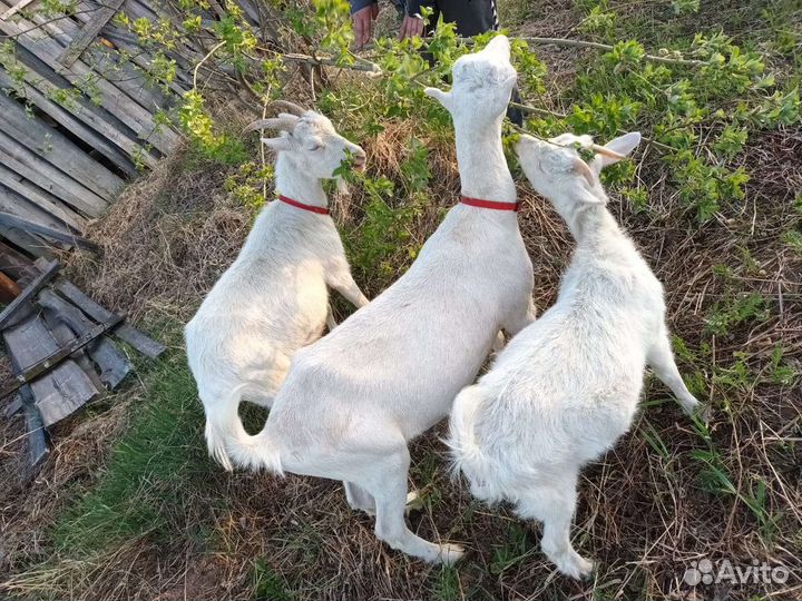 Козы ламанча