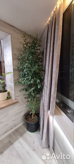 Фикус бенджамина