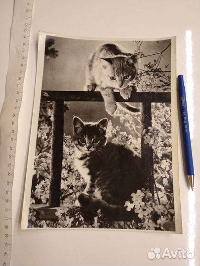Ретро фото котики