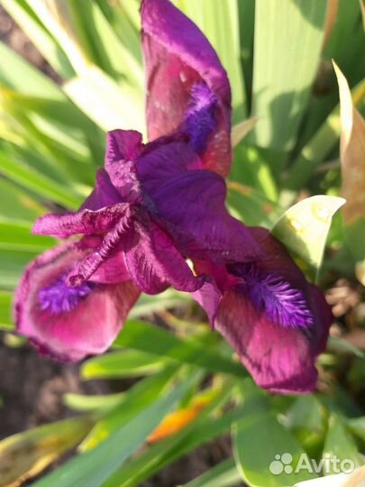 Ирисы карликовые