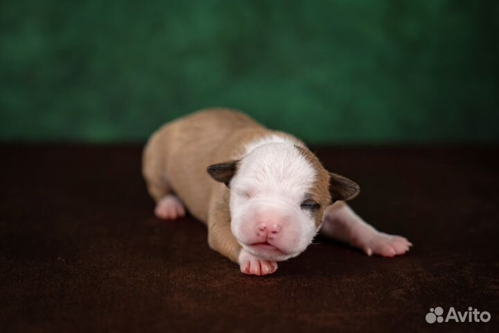 Американский стаффордширский терьер