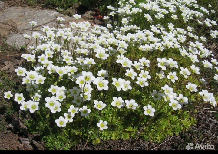 Лекарственные многолетники и цветы