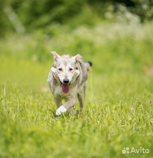 Спокойная скромная собака в добрые руки