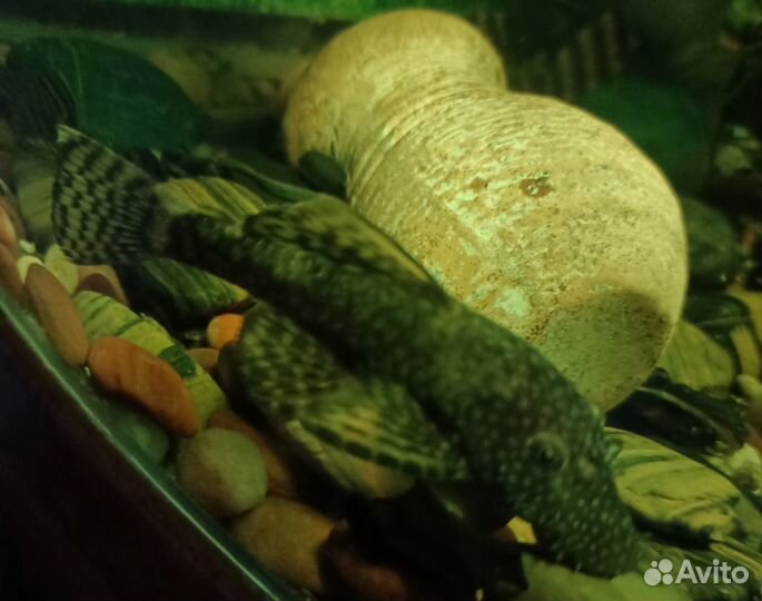 Сомики анциструсы