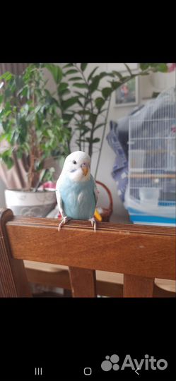 Волнистый попугай самец