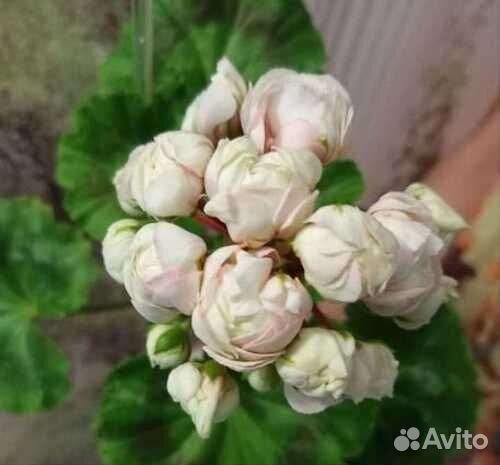 Пеларгонии сортовые