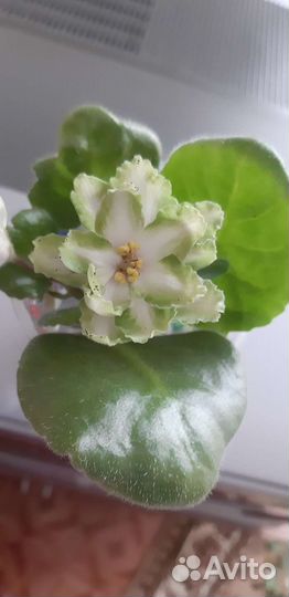 Цветы фиалки