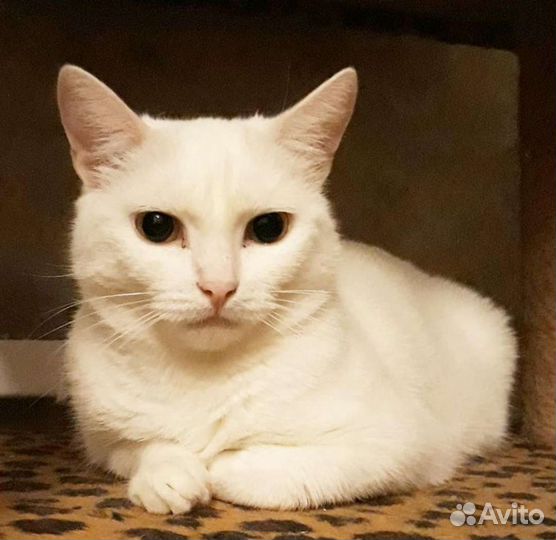 Белочка 2 года. Стерелизованна. Лоток +5