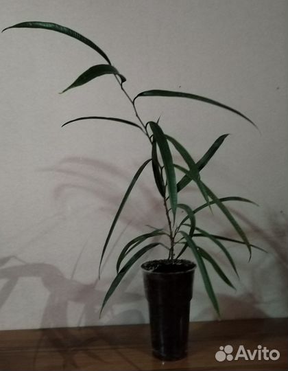 Фикус бенедикта Али