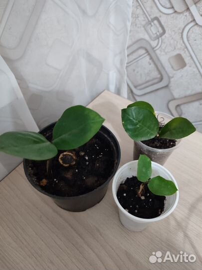 Замиокулькас или долларовое дерево