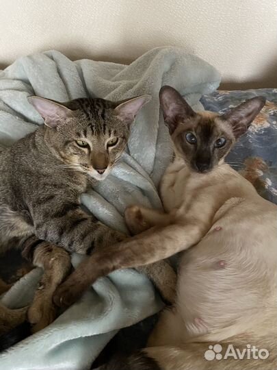 Кошка