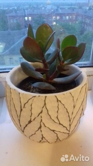 Денежное дерево толстянка