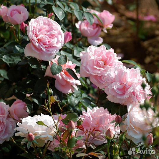 Роза Баяццо, Ванесса Белл английская