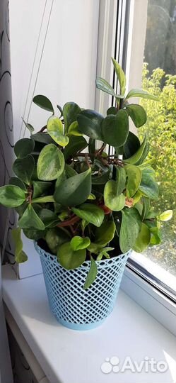 Комнатные растения