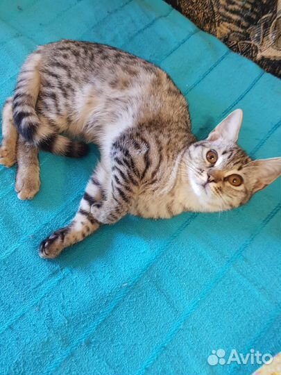 Котенок мальчик бесплатно