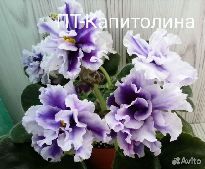 Фиалка сортовая