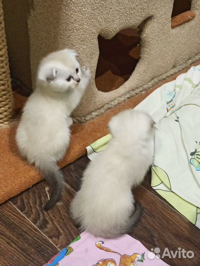 Продажа шотландских котят