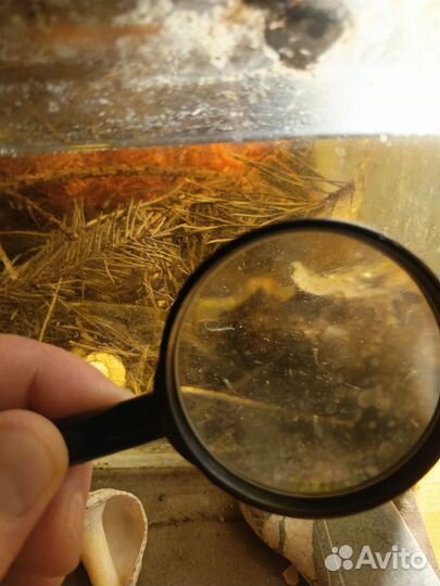 Золотая рыбка, риукин Екб