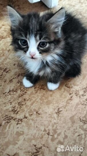 Котята