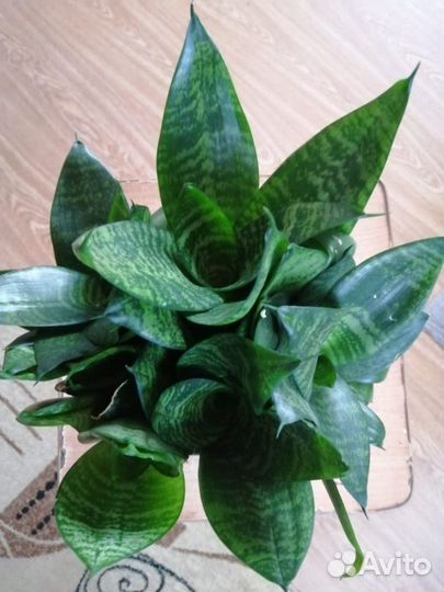 Сансевиерия, (тещин язык)