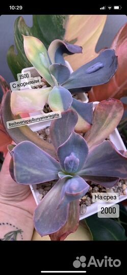 Корейские суккуленты, домашние излишки